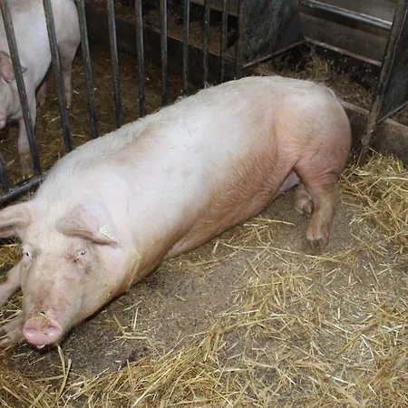 Lehmannshof 아파트 *