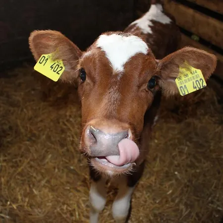 Lehmannshof 아파트 *