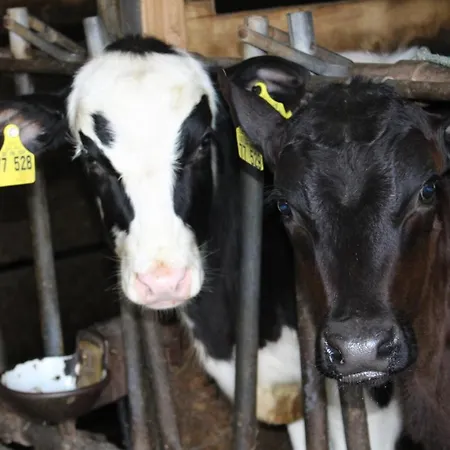 아파트 Lehmannshof