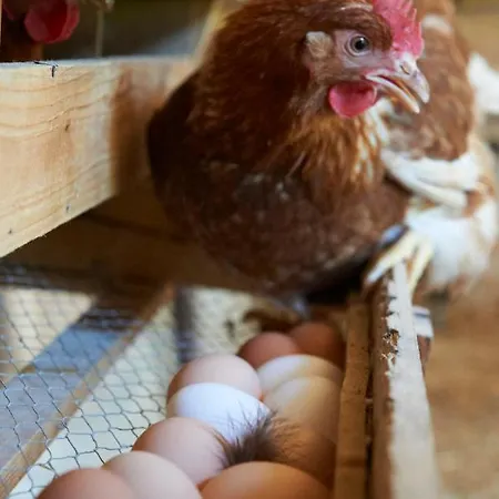 Lehmannshof 젤암하르메스바크