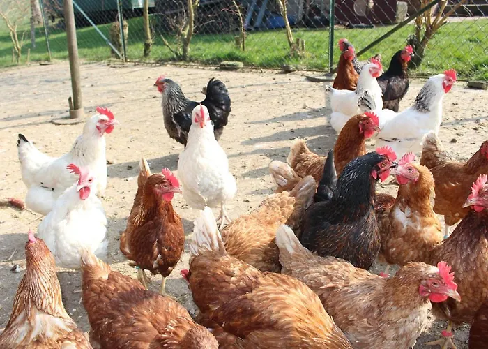 Apartament Lehmannshof *