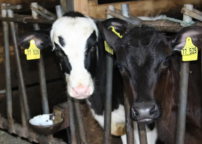 Apartament Lehmannshof