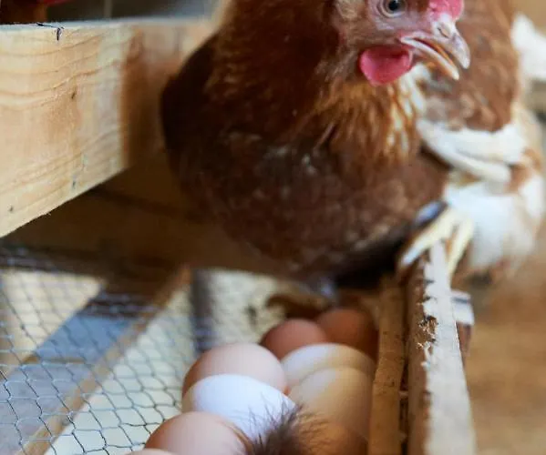 Lehmannshof Zell am Harmersbach